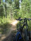 Oaks Single Trail