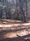 Old Wingello Pines
