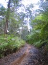 Fern Gully