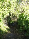 Green Tunnel