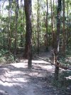 Sweet Single Trail