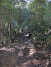 Single Trail