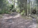 Small Clearing