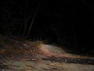 Beam Shoot Out - 15W+2x5W Halogen
