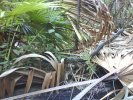 rather large python at deep creek
