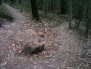 Awaba Hairpin