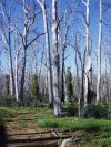 Cascade Trees
