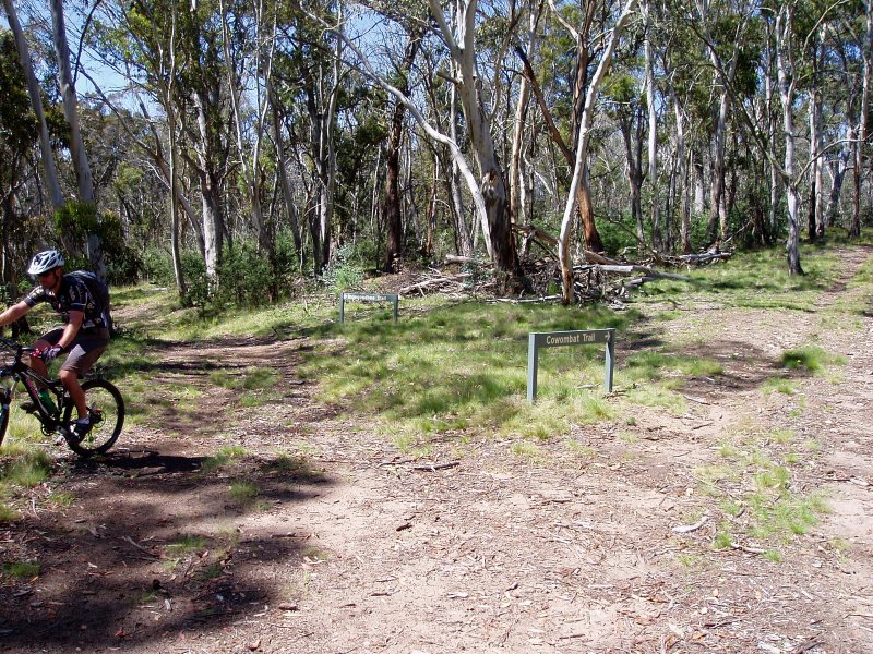 Cowombat Junction