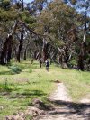 Ingeeboodbee Trail