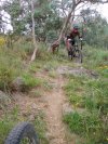Dodging Trees