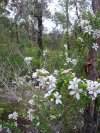 Brisbane Water Flowers
