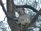 Port Macquarie Koala 3