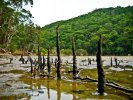 Mangrove roots