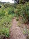 Overgrown Wingello