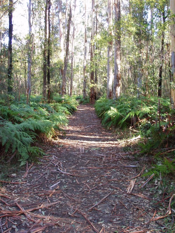 Winmalee Ferns