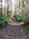 Winmalee Ferns