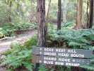 Bees Nest/Blue Gum Junction