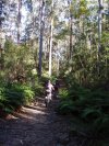 More Winmalee Ferns
