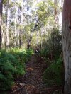 Winmalee Ferns