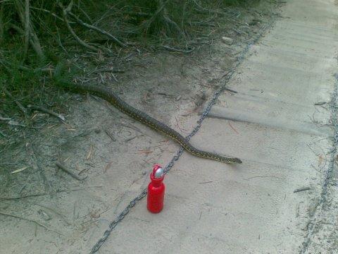 What lurks above the 19th hole...