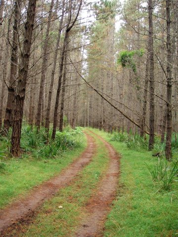 Lush Double Track